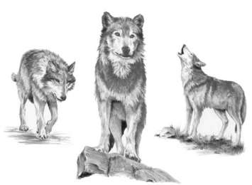 how to draw a realistic wolf family