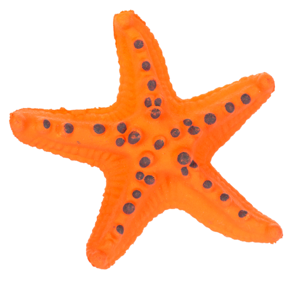 Grow a Sea Creature starfish.png