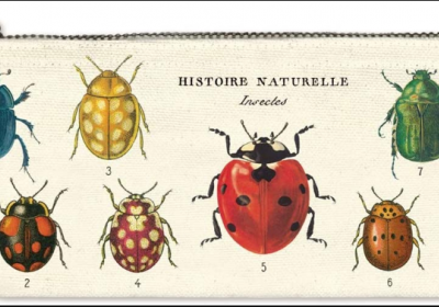 Cavallini & Co. Vintage Mini Pouch Insect