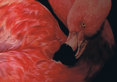 Scarlet Red Matted Print-Yui