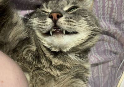 Spring Break Camp PM Tax ID 75-3116832  Name/Age