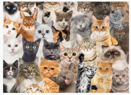 Cat_500_Piece_Puzzle_2.PNG