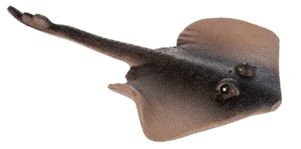 Grow a Sea Creature Stingray.png