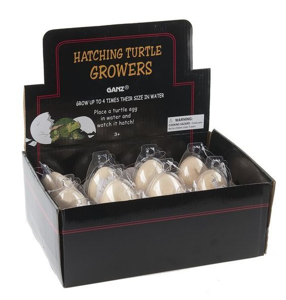 Hatching Egg Turtles.jpg