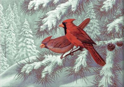 Paint by Numbers Lrg Cardinals
