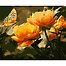 Paint by Number Peach Butterfly in the Summer-Beginner