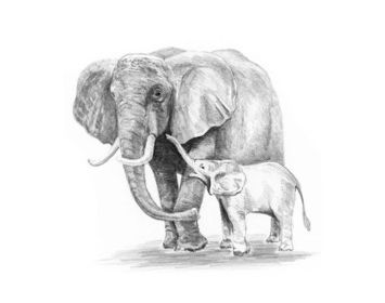 	R&L sketching made easy small Elephants