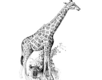 	R&L sketching made easy small Giraffe