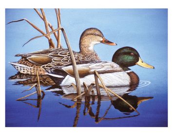 PBN SR LG Blue Water Mallards