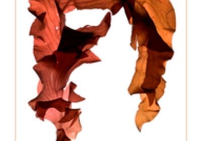 The Curious World of Seaweed Note Cards