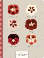 Pelargoniums