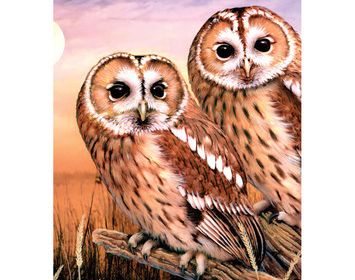 R&L Paint by Number Jr. Tawny Owls