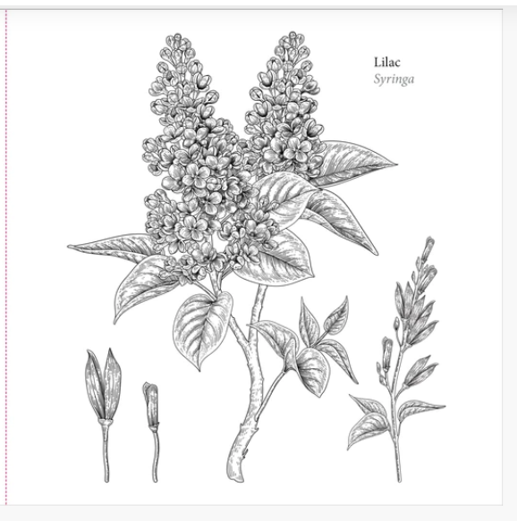 Spring_Blooms_CB_3.PNG